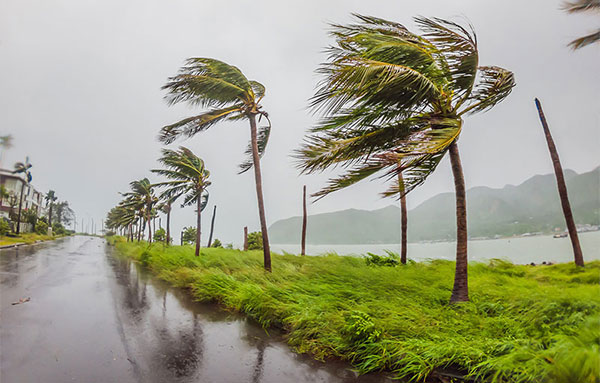 Extreme weather storm blowing palm trees