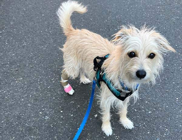 Lucy wearing her brace