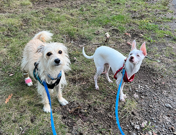 Lucy and Piglet