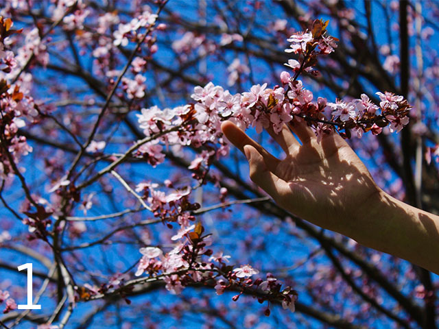 Cherry Blossoms